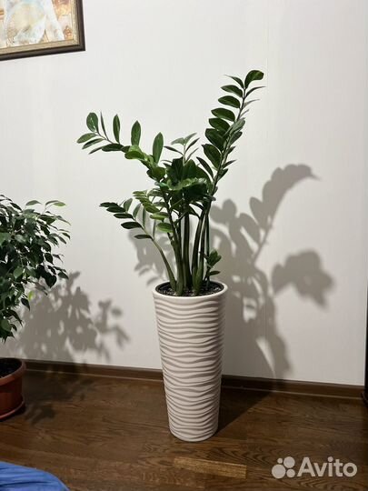 Замиокулькас