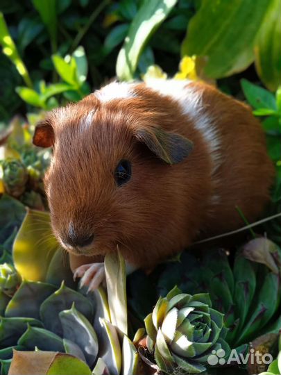 Калифорнийский крестед