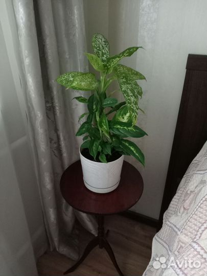 Дифенбахия