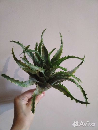 Алое искусственные