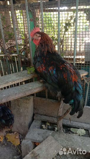 Петух черный красавец маран