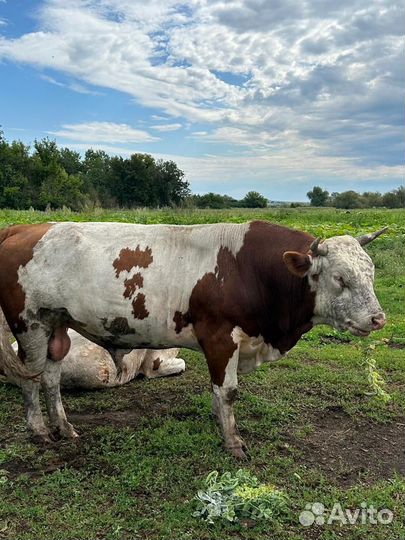 Бык на осеменение