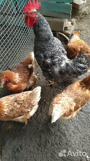 Домашнее куриное яйцо