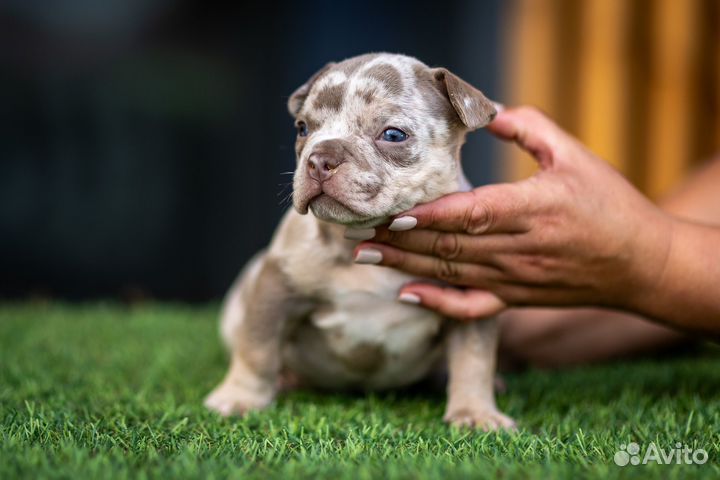 Американский булли микро