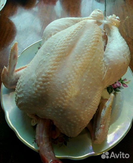 Мясо домашних кур и перепелов