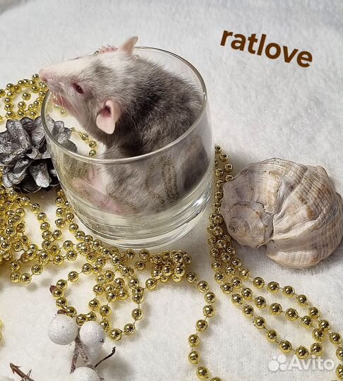 Крысята малыши мальчишки