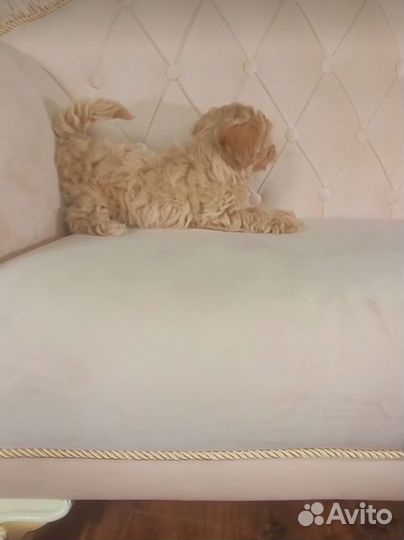 Мини mini мальтипу