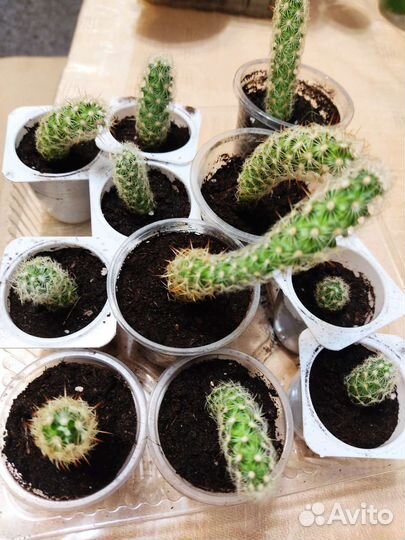 Детки кактуса