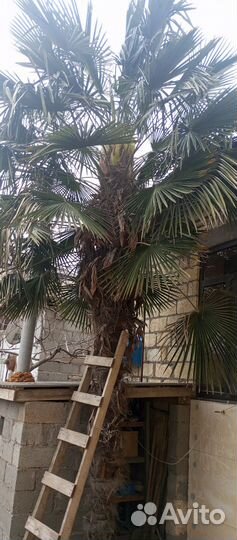 Дерево Пальма