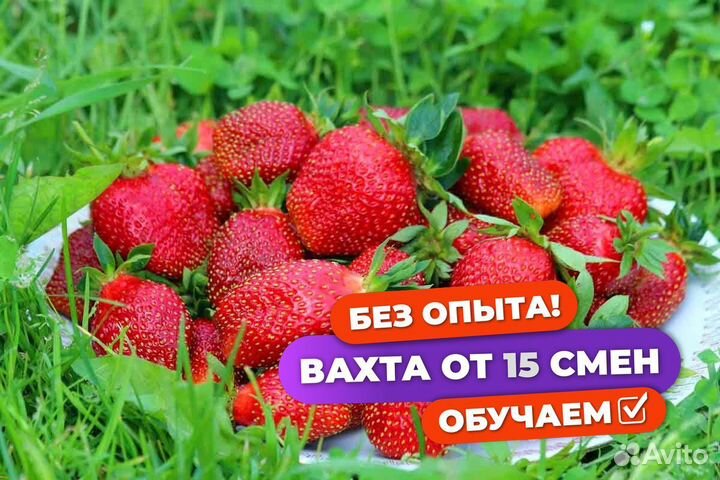 Сборщик клубники вахта с питанием Татарстан