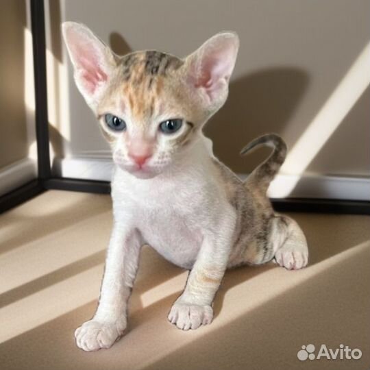 Донской сфинкс котята