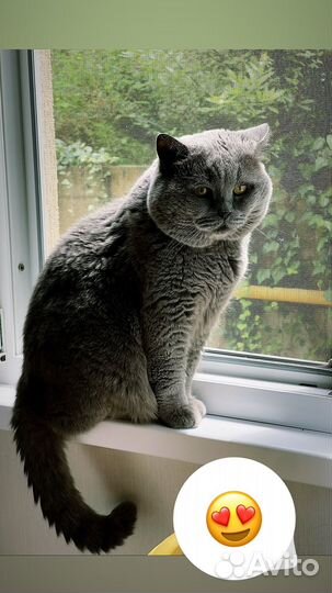 Вязка с Британский кот