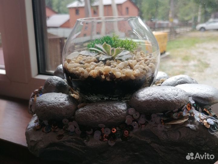 Комнатные цветы