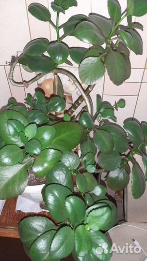 Цветок каланхоэ