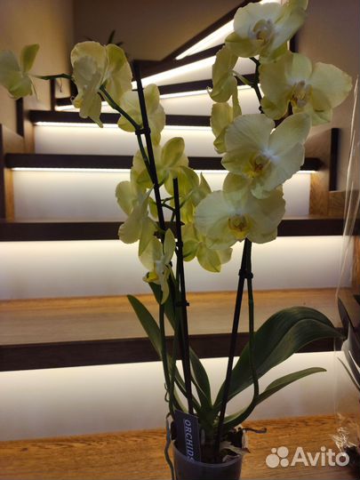 Каскадные орхидеи