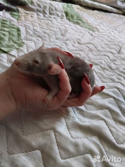 Крыса дамбо