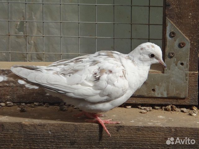 Горлица смеющаяся