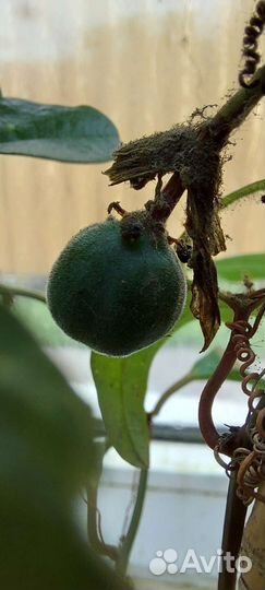 Пассифлора сьедобная, плодовая маракуя