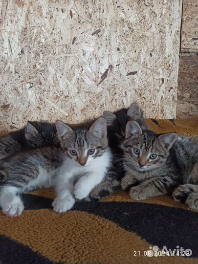 Отдам бесплатно