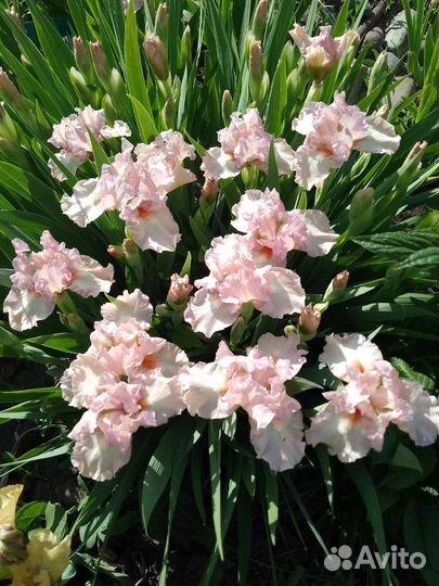 Ирисы карликовые 5 видов