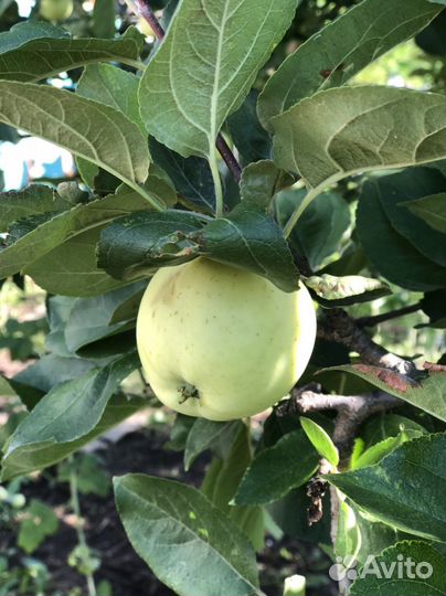 Яблоки с дачи