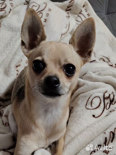 Русский терьер