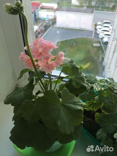 Герань, фуксия