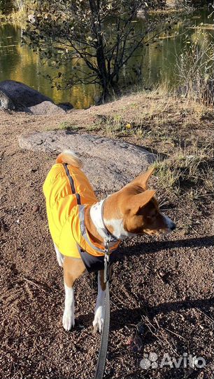 Одежда для собак мелких пород