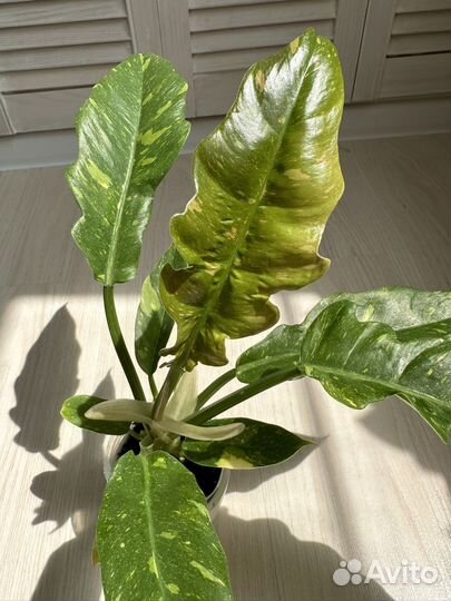 Филодендрон ринг оф файер