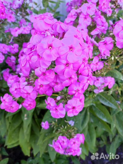 Флоксы многолетние