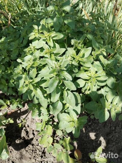 Душица обыкновенная (орегано)