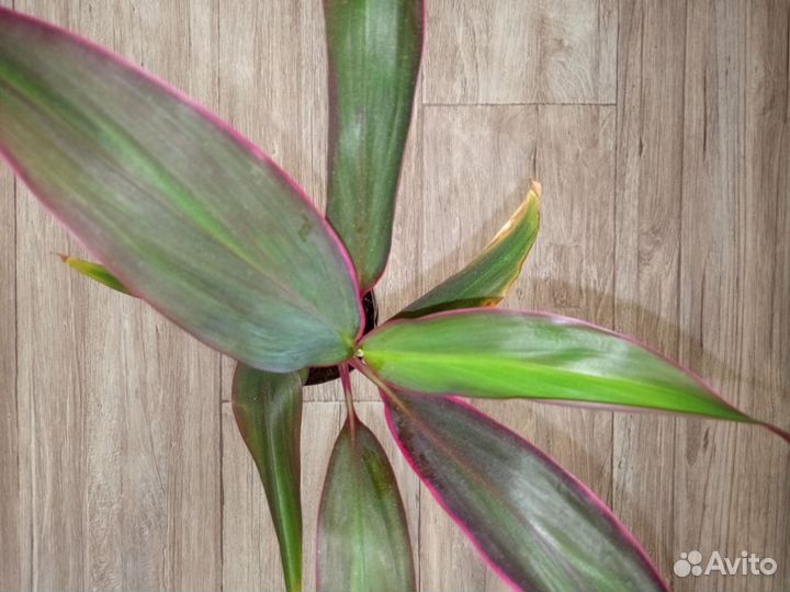 Пальма кордилина