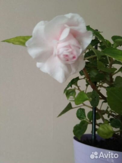 Комнатное растение бальзамин