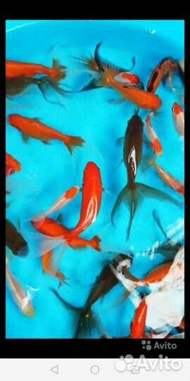 Карпы кои кометы