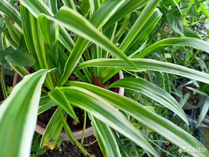 Спатифиллум,Оксалис,Пилея Кадье, Адиантум,Бегонии