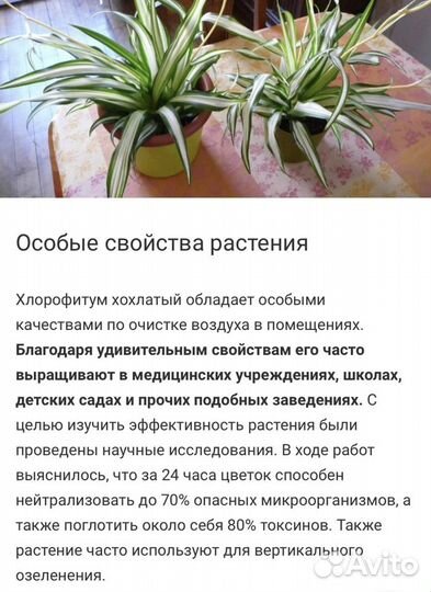 Хлорофитум