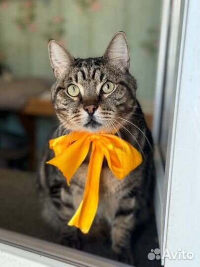 Котик Жан в добрые руки