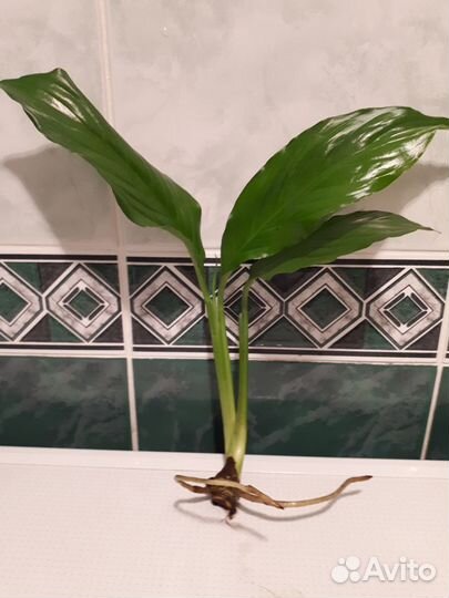 Спатифиллум(женское счастье)