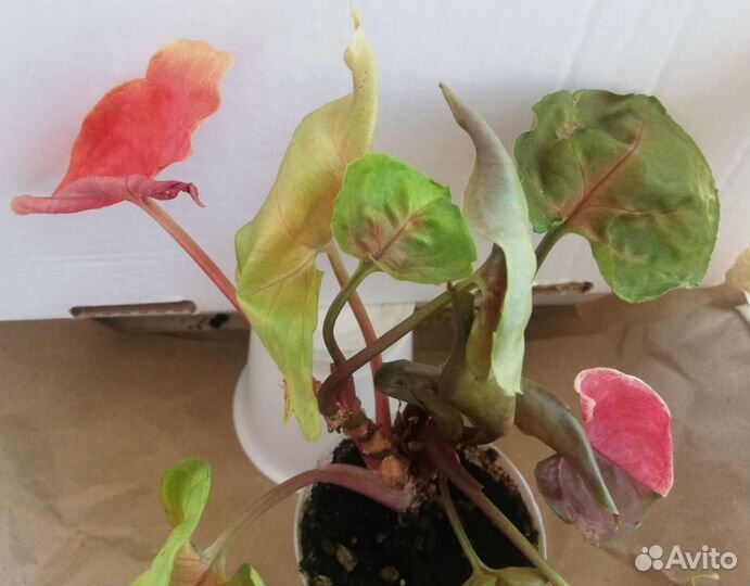 Сингониум клубничный лед