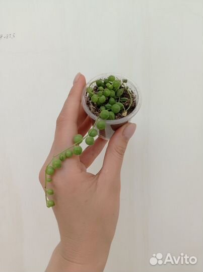 Комнатные растения, цветы