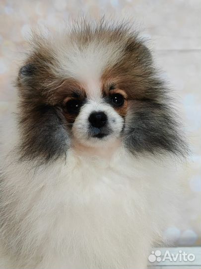 Померанский шпиц