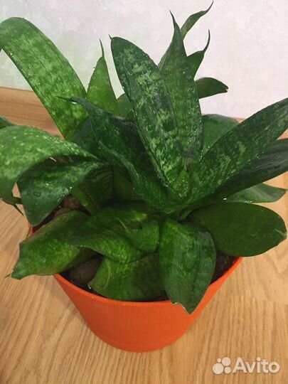 Сансевиерия, комнатное растение