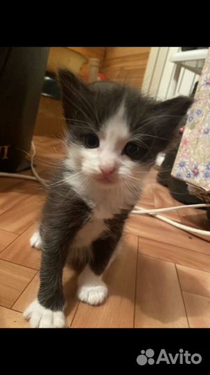 Отдаём котика (Барбоскин)