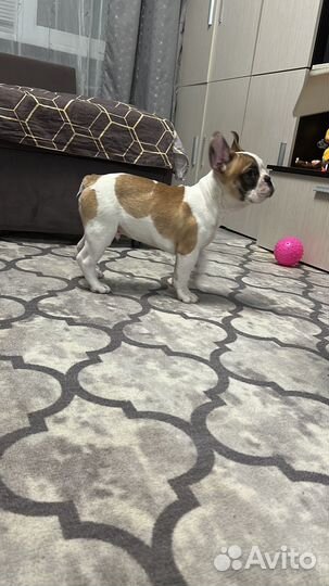 Французский бульдог