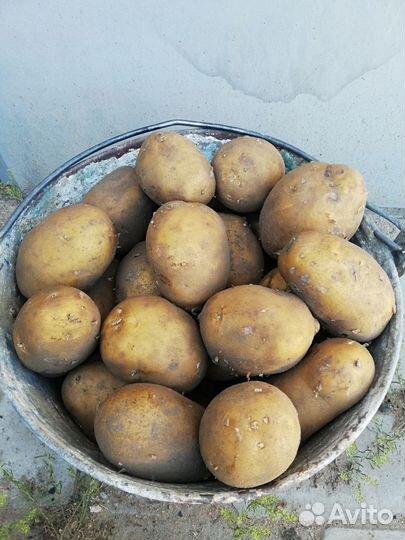 Продам картофель
