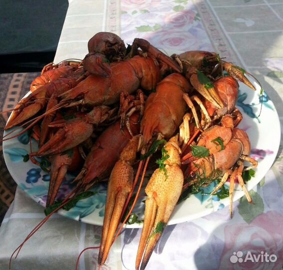 Живые Раки спб