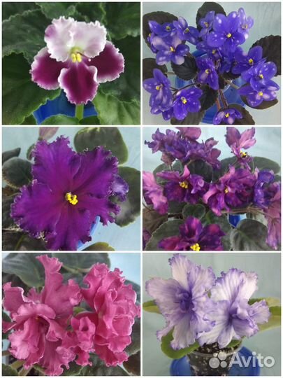 Фиалки цветущие