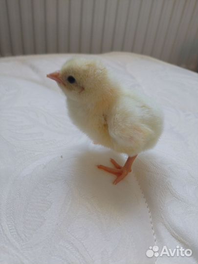 Цыпленок коб 500 Испания