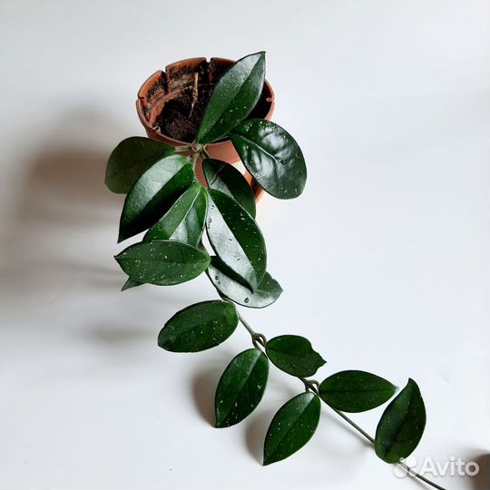 Хойя восковой плющ цветы розовые