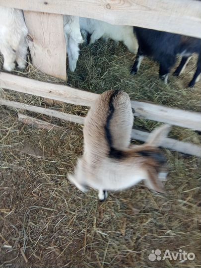 Продам козла 1,2 года и козлят,козочек 2 месяца